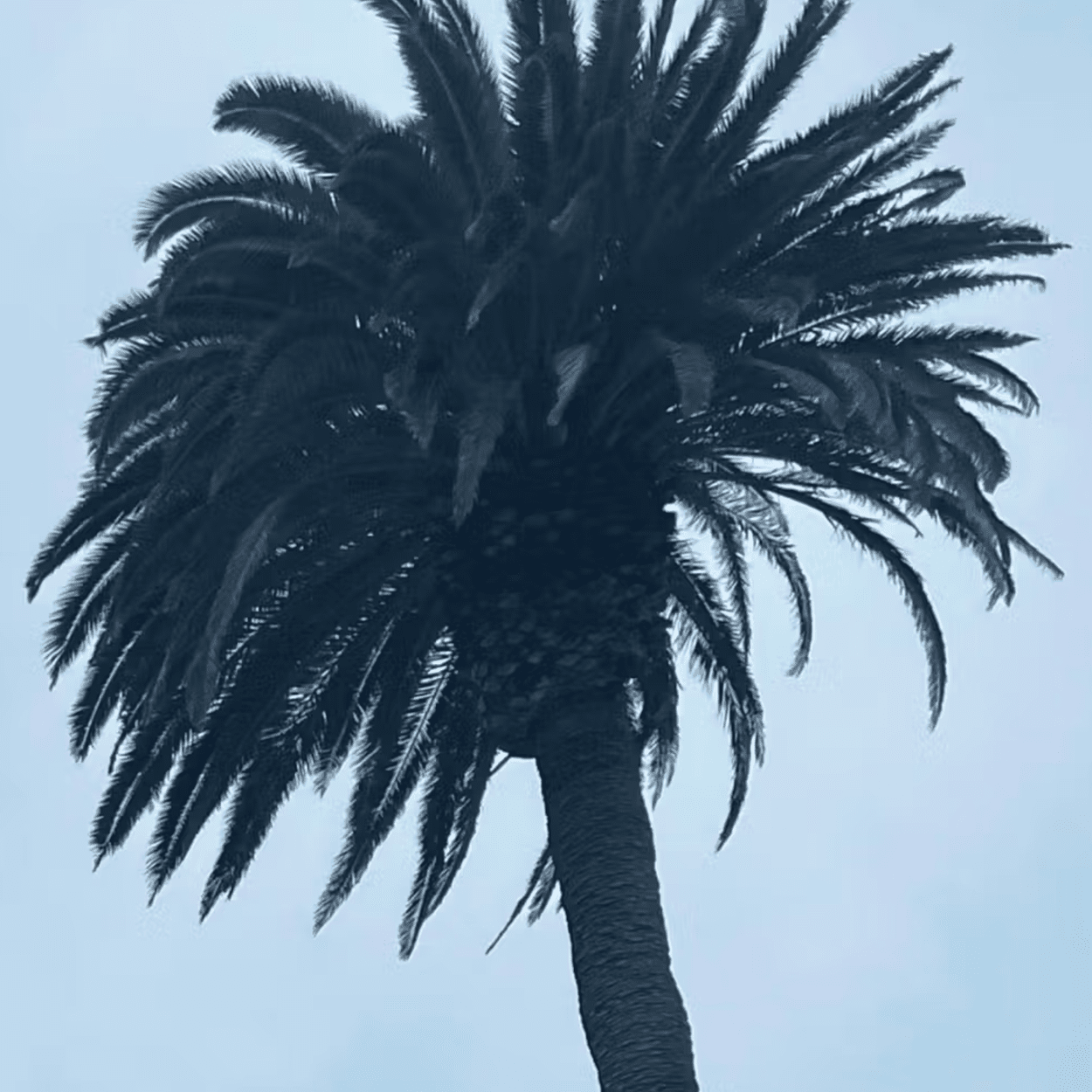 DS&DURGA PACIFIC MYTHIC CANDLE - DYKE & DEAN